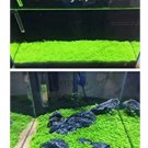 500 Seeds Aquarium Glossostigma Hemianthus Callitrichoides Bonsai Water Grass Mini