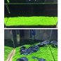 500 Seeds Aquarium Glossostigma Hemianthus Callitrichoides Bonsai Water Grass Mini