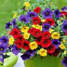 100 Seeds Mix Calibrachoa Garden Petunia Shuttlecock Flower Horn Bonsai Flower