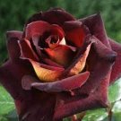 20 Seeds Heirloom Witch Brown Rose Plant Flowers