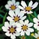 20 Seeds Heirloom Star Cluster Perennial White Purple Coreopsis Flower