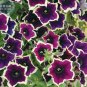 200 Seeds Petunia Hanging Rare
