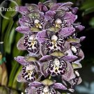 100 Seeds Rare Beautiful Butterfly Orchid Flowers