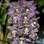 100 Seeds Rare Beautiful Butterfly Orchid Flowers