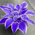 200 Seeds Hosta Plants Perennials Plantain Flower Bonsai Rare Lily Flower