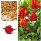 200 Seeds Ghost Pepper chili seeds vegetable Fresh