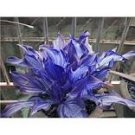 50 Seeds Exotic Hosta Plant Seed Four Seasons Flower
