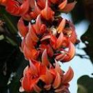 5 Seeds Strongylodon Orange Jade Vine Perennial Climbing Flower