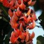 5 Seeds Strongylodon Orange Jade Vine Perennial Climbing Flower