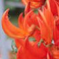 5 Seeds Strongylodon Orange Jade Vine Perennial Climbing Flower