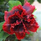 100 Seeds Giant Double Hibiscus