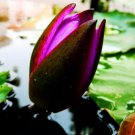 1 Seeds Purple Water Lily Pond Bud Flower