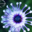 50 Seeds Heirloom Rare Purple Blue 'spider' Chrysanthemum Perennial Flowers