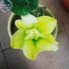 2 Seeds Adenium Green Beautiful Flower