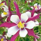 50 Seeds Perennial Purple Columbine