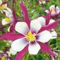 50 Seeds Perennial Purple Columbine
