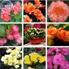 35 Seeds Mixed 9 Types of Begonia Flower