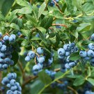 50 Seeds Blueberry Bush Vaccinium Corymbosum