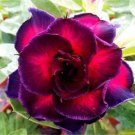 2 Seeds 'Ge Woo' Taiwan Adenium Desert Rose