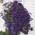 100 Seeds Clematis Plants Real Rare Clematis Plant Outdoor Plant Natural Growth Bonsai Home Garden