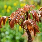 100 Seeds Organic Toona Sinensis Bonsai Chinese Toon Shoots Tree Vegetable
