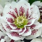 100 Seeds Unique Mixed Colors Japanese Bonsai Potted Helleborus Flower Plant for Decorate Garden
