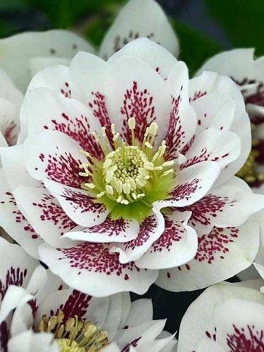 100 Seeds Unique Mixed Colors Japanese Bonsai Potted Helleborus Flower Plant for Decorate Garden