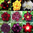 20 Seeds Adenium Black Yellow White Series