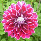 50 Seeds True Color Dahlia Bulb Flower Dahlia