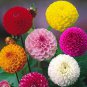 50 Seeds True Color Dahlia Bulb Flower Dahlia