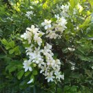5 Seeds Murraya Paniculata Orange Jessamine Evergreen Plant