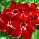 2 Seeds 'Dragon Siam' Dark Red Desert Rose Adenium Obesum