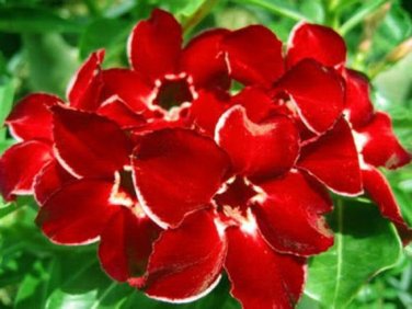 2 Seeds 'Dragon Siam' Dark Red Desert Rose Adenium Obesum