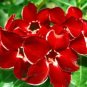 2 Seeds 'Dragon Siam' Dark Red Desert Rose Adenium Obesum