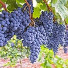 100 Seeds Cabernet Sauvignon Grape Hardy Plant