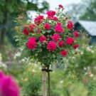 50 Seeds Rose Tree Rose-red Perenial Flower