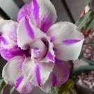 2 Seeds Adenium White Petals Purple Stripe Spot Flower