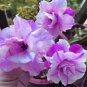 2 Seeds Adenium White Petals Purple Stripe Spot Flower
