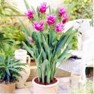 200 Seeds Colorful New Arrival Curcuma Bonsai Flower Plants Rarest