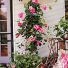 100 Seeds Mandevilla Sanderi Plants Dipladenia sanderi Garden