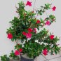 100 Seeds Mandevilla Sanderi Plants Dipladenia sanderi Garden