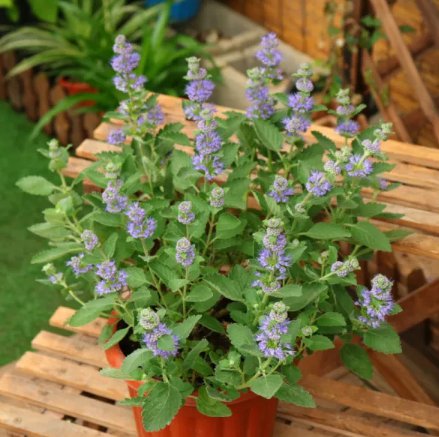 100 Seeds Agastache Rugosa Korean Indian Mint Blue Licorice Purple ...