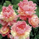 5 Seeds Sorbet Robust Colorful Double Blooms Peony Mixed