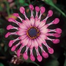100 Seeds Flower 'Power Spider' Purple Chrysanthemum