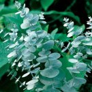 50 Seeds Cider Gum Eucalyptus Myrtaceae Eucalyptus Gunnii Ornamental Plant