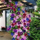 100 Seeds (Color: Mix) Climbing Clematis Bonsai Flowers Clematis Vine Bonsai Perennial Flower