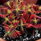 10 Seeds Crassula Capitella Thyrsiflora Red Pagoda Jatropha Tree Herbs Plants