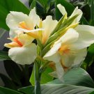2 Bulb Canna Lily Ermine Tropical House Plant  White Flowers
