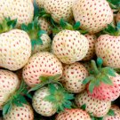 100 Seeds White Strawberry The Hottest Fruits in Japan