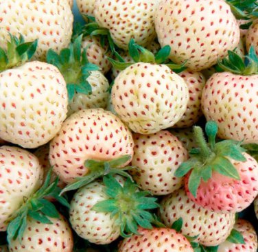 100 Seeds White Strawberry The Hottest Fruits in Japan